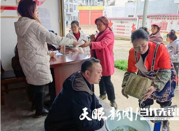 有关于思南合朋溪镇：6000亩春茶开采 茶农增收喜开颜的新闻(2)