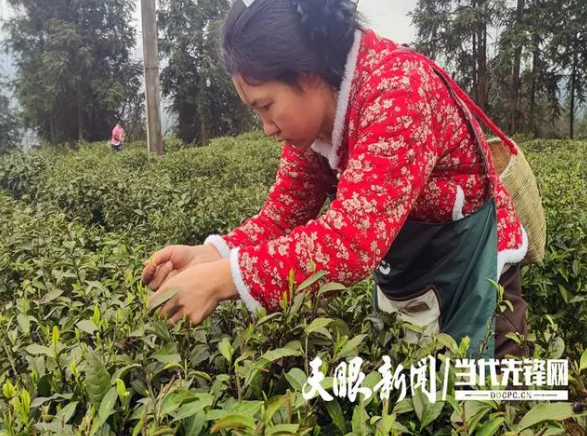 有关于思南合朋溪镇：6000亩春茶开采 茶农增收喜开颜的新闻