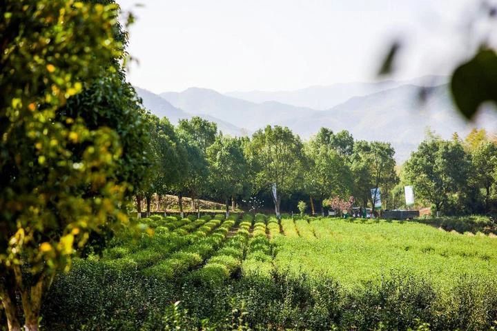 关于“平水日铸茶”今日开采：新茶价格维持上年水平，最贵每公斤10000元的相关信息(2)