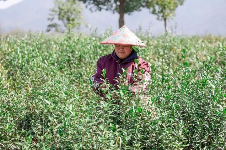 关于“平水日铸茶”今日开采：新茶价格维持上年水平，最贵每公斤10000元的相关信息(3)