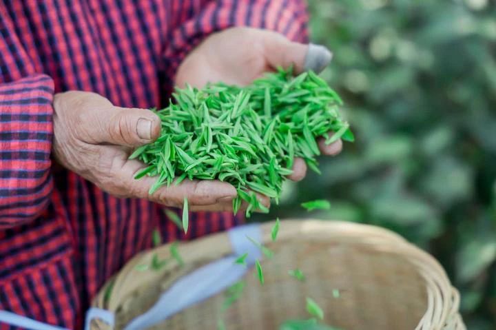 关于“平水日铸茶”今日开采：新茶价格维持上年水平，最贵每公斤10000元的相关信息(4)