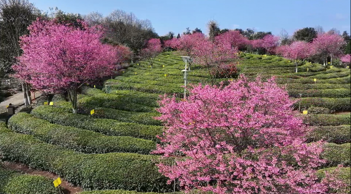 关于徽州区：茶园樱花盛放似花海 徽州春色美如画的内容