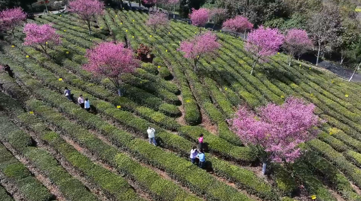 关于徽州区：茶园樱花盛放似花海 徽州春色美如画的内容(1)