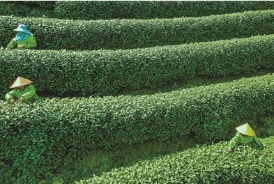 有关于西湖龙井春茶3月20日正式开采 本周末将进入大规模采摘期的最新消息(1)