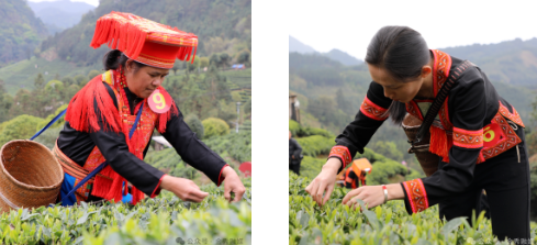 有关于大樟：春茶采摘季 “喊茶”催新芽的相关信息(1)