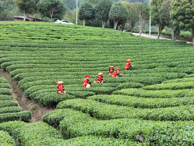 有关于大樟：春茶采摘季 “喊茶”催新芽的相关信息