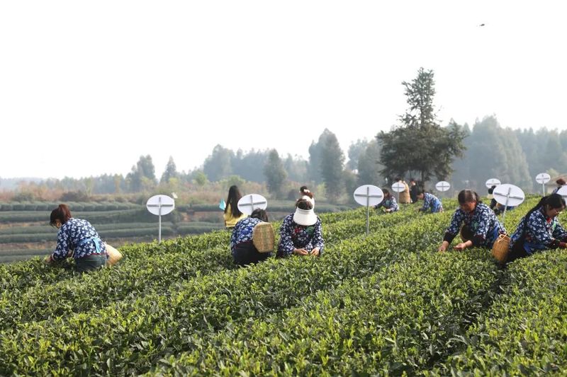 有关于第四届手工采制茶 52名参赛选手同台竞技 拼“手速” 亮绝活的新闻(1)