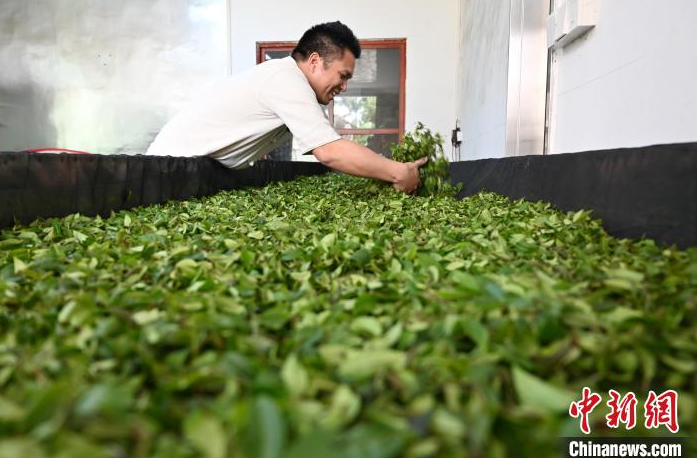 关于广东惠州博罗进入春茶采摘黄金期的最新消息