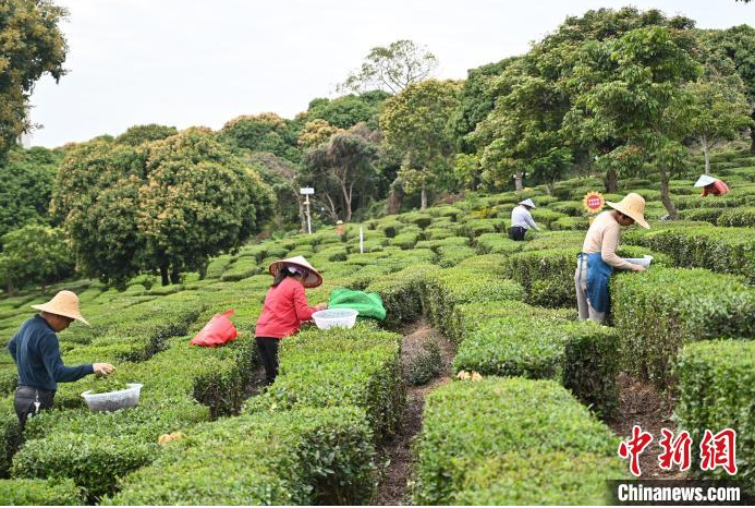 关于广东惠州博罗进入春茶采摘黄金期的最新消息(4)