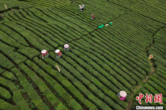 关于广东惠州博罗进入春茶采摘黄金期的最新消息(3)