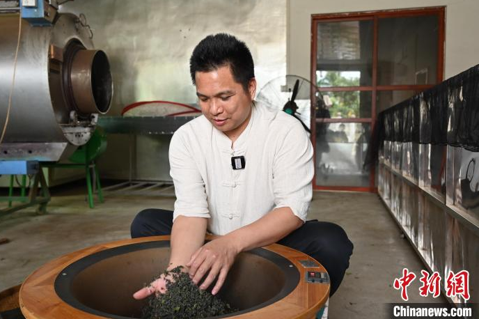 关于广东惠州博罗进入春茶采摘黄金期的最新消息(1)