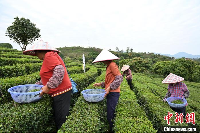 关于广东惠州博罗进入春茶采摘黄金期的最新消息(5)