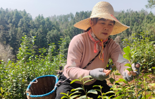 有关于休宁县茶园开园开启春茶“第一采”的消息
