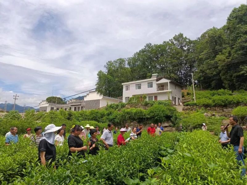 有关于宜都市茶产业协会赴长阳开展区域协作活动的相关信息(2)