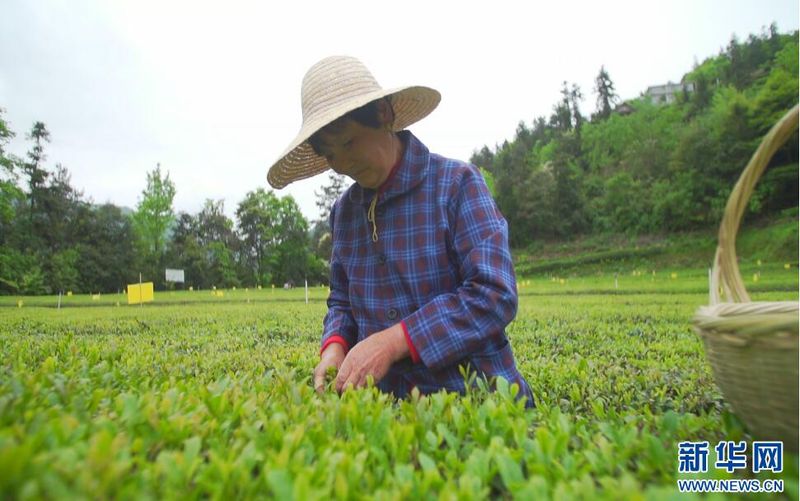 有关于鹤峰：漫山一片绿 夏茶采收忙的相关信息(5)