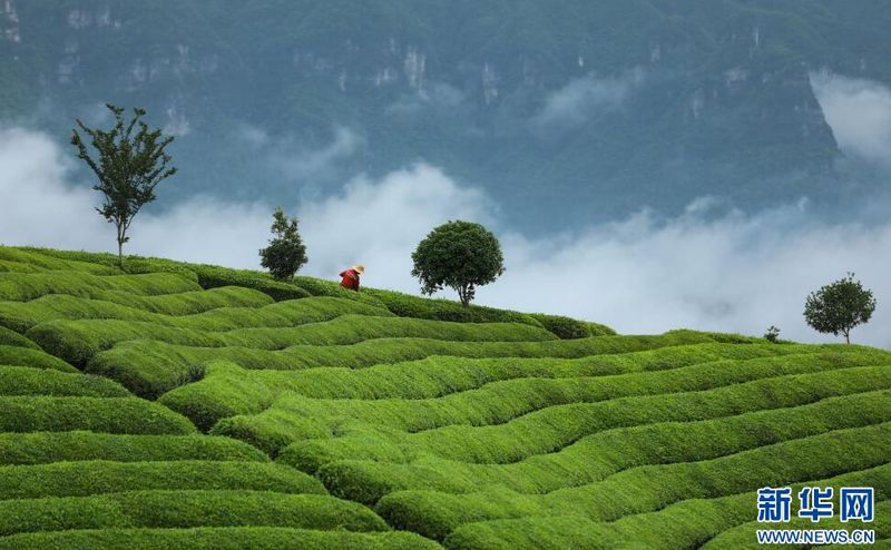 有关于鹤峰：漫山一片绿 夏茶采收忙的相关信息