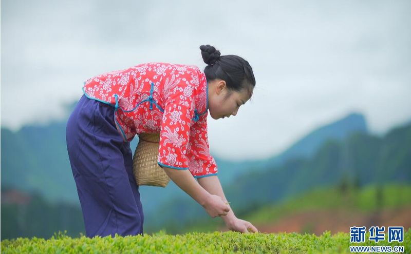 有关于鹤峰：漫山一片绿 夏茶采收忙的相关信息(3)