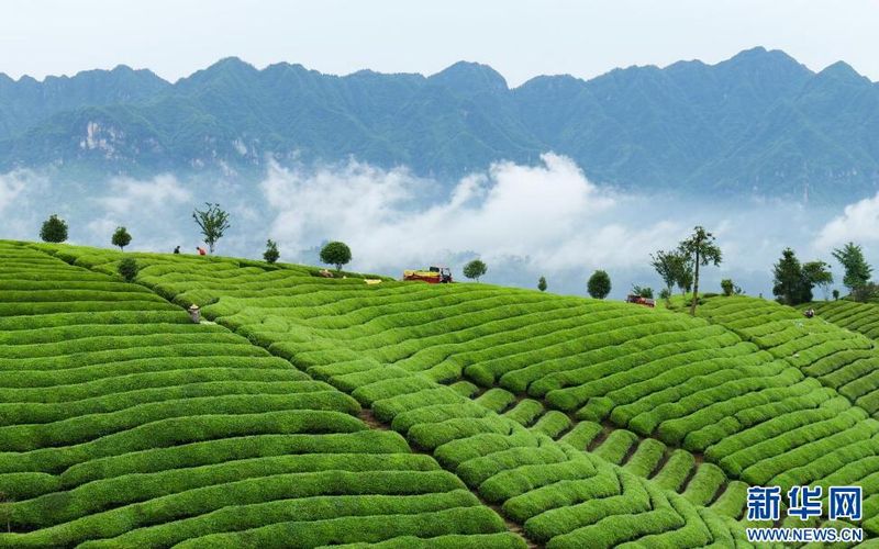 有关于鹤峰：漫山一片绿 夏茶采收忙的相关信息(4)