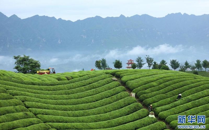 有关于鹤峰：漫山一片绿 夏茶采收忙的相关信息(1)