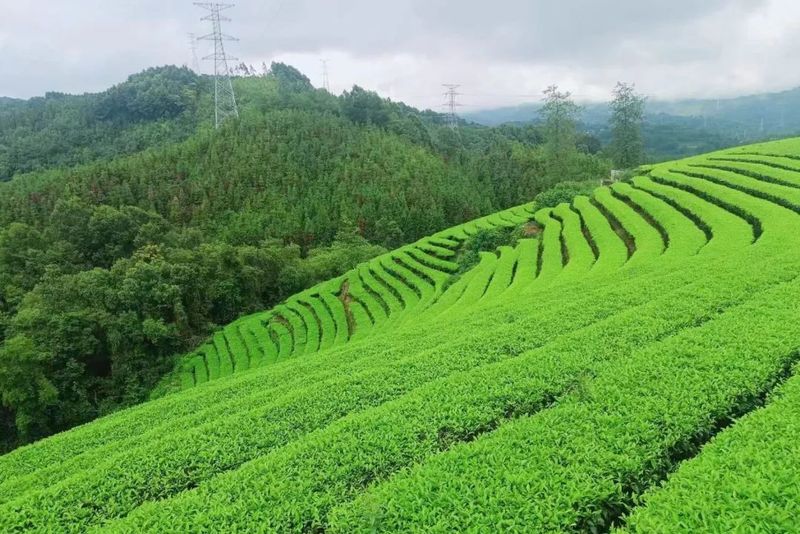 关于来龙山过夏天，感受山野茶香的消息(3)