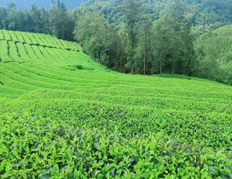 关于来龙山过夏天，感受山野茶香的消息(5)