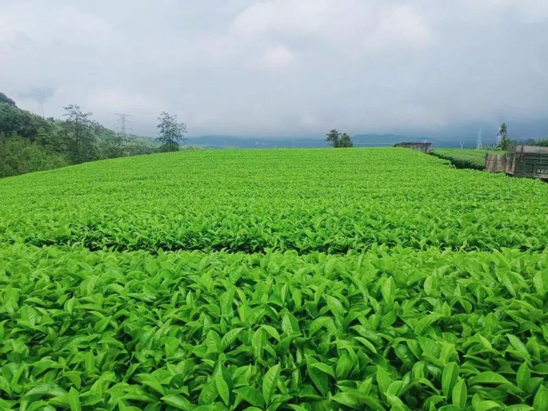 关于来龙山过夏天，感受山野茶香的消息(4)