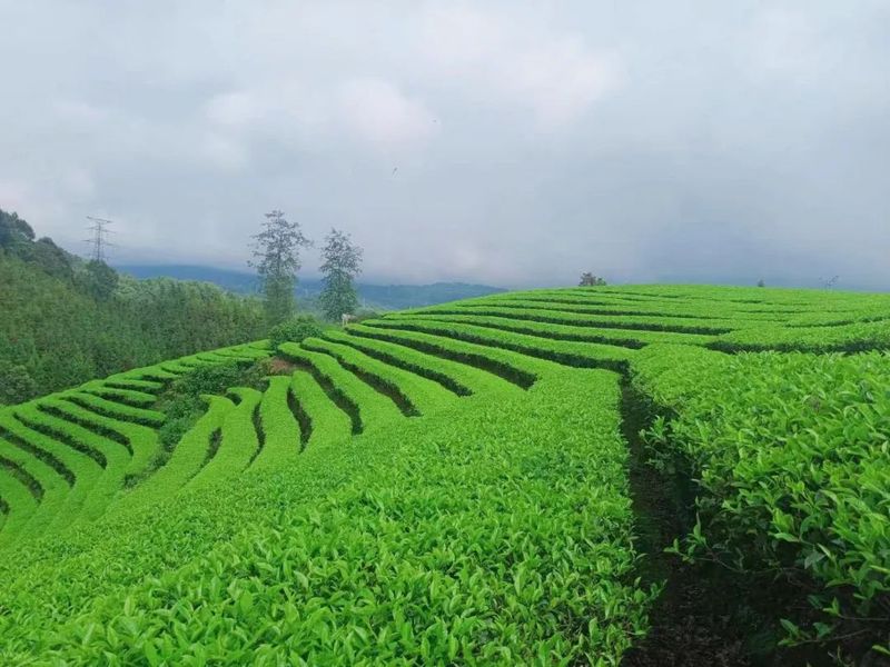 关于来龙山过夏天，感受山野茶香的消息(1)