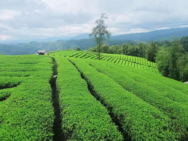 关于来龙山过夏天，感受山野茶香的消息(2)