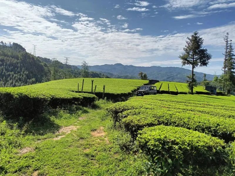关于来龙山过夏天，感受山野茶香的消息