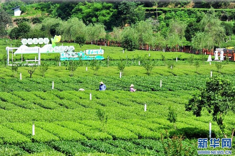 有关于湖北宜昌：茶园绿意浓 夏茶采摘忙的信息(2)