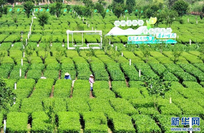 有关于湖北宜昌：茶园绿意浓 夏茶采摘忙的信息