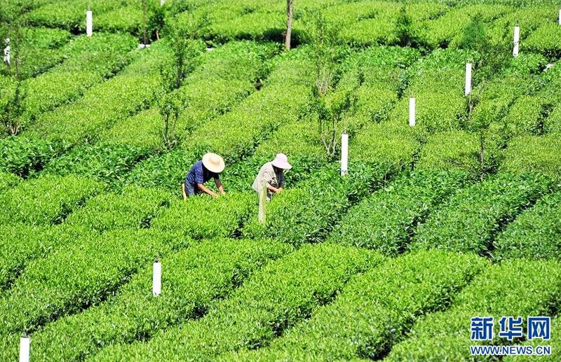 有关于湖北宜昌：茶园绿意浓 夏茶采摘忙的信息(1)