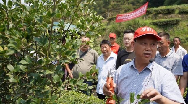 有关于荣县：科技下乡助力油茶产业高质量发展的内容