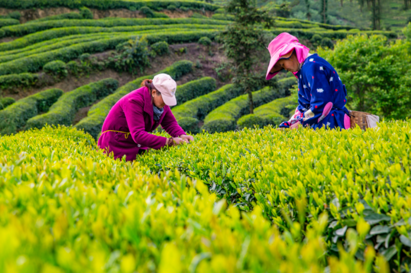 关于峨眉山市：打通茶叶链条，催生产业蝶变的内容(4)