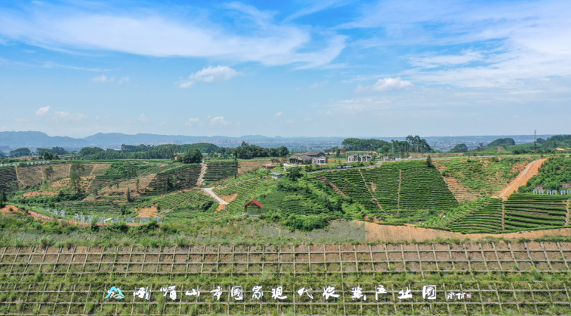 关于峨眉山市：打通茶叶链条，催生产业蝶变的内容(1)