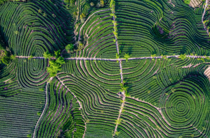 关于峨眉山市：打通茶叶链条，催生产业蝶变的内容