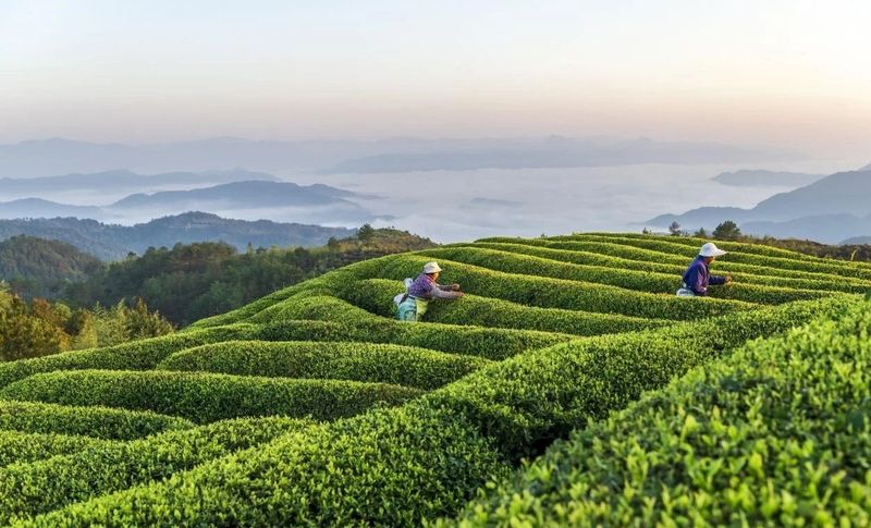 关于浙江泰顺：听《采茶舞曲》，饮泰顺三杯香茶，享康养福地的最新消息