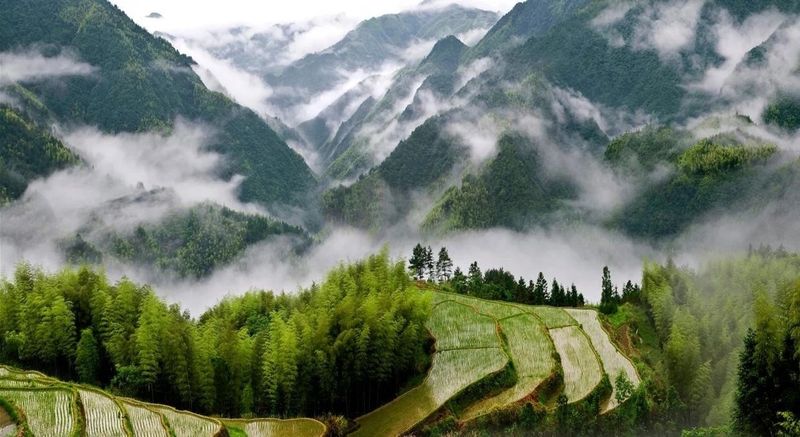 关于浙江泰顺：听《采茶舞曲》，饮泰顺三杯香茶，享康养福地的最新消息(8)