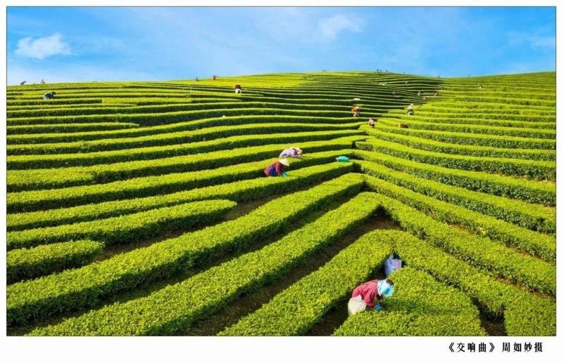关于浙江泰顺：听《采茶舞曲》，饮泰顺三杯香茶，享康养福地的最新消息(3)