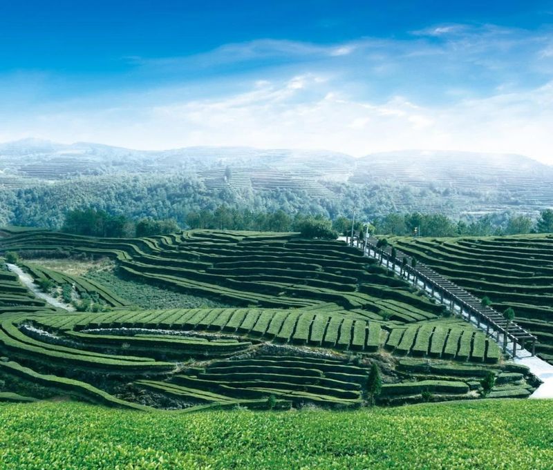 关于浙江泰顺：听《采茶舞曲》，饮泰顺三杯香茶，享康养福地的最新消息(4)