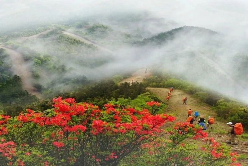 关于浙江泰顺：听《采茶舞曲》，饮泰顺三杯香茶，享康养福地的最新消息(9)
