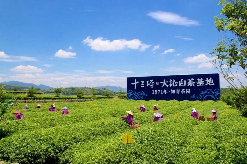 关于福鼎“白茶+文化”乡村振兴文化带：提升底蕴，推动茶旅融合发展的新闻