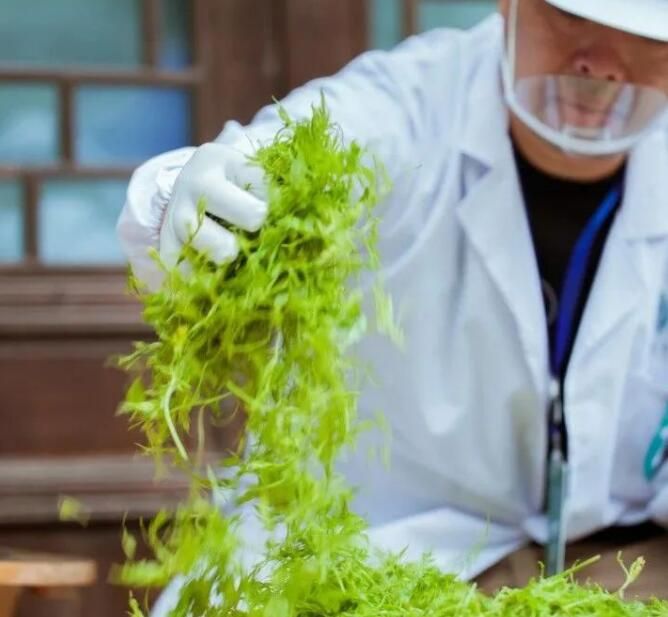 关于第五届职业技能大赛暨莓茶手工制茶决赛成功举办！的内容(8)