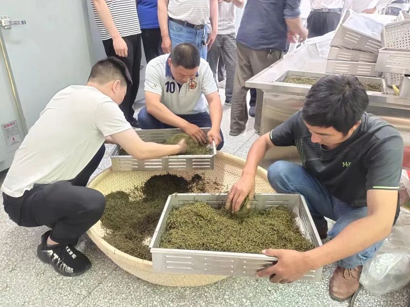 有关于产值0.8亿元!郧西县开拓大宗茶市场 助力茶叶产业链建设的消息(5)