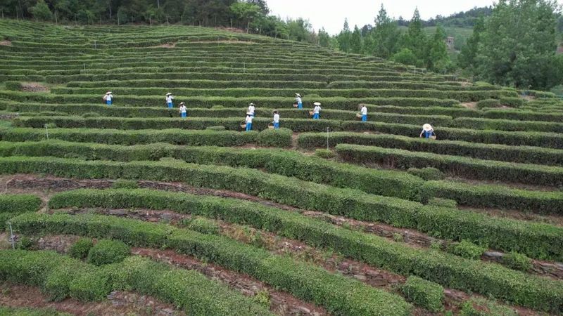 有关于产值0.8亿元!郧西县开拓大宗茶市场 助力茶叶产业链建设的消息