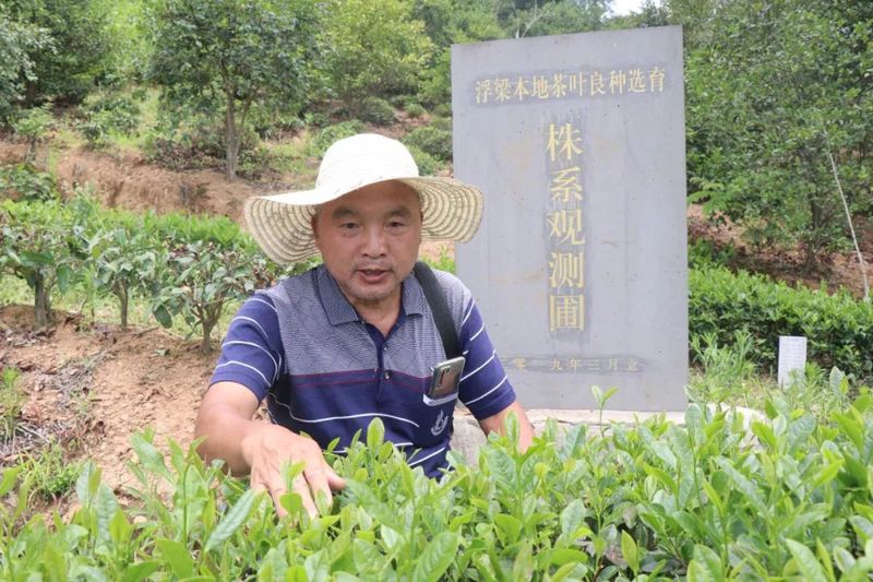 关于浮梁县 深耕茶种选育 福泽一方百姓的内容