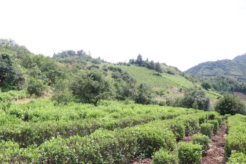 关于浮梁县 深耕茶种选育 福泽一方百姓的内容(1)