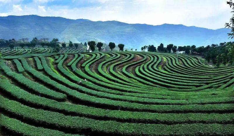 关于“有一种叫云南的生活·有一种温度叫临沧”媒体调研采访团走进临沧茶乡的资讯(2)