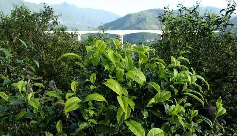 关于“有一种叫云南的生活·有一种温度叫临沧”媒体调研采访团走进临沧茶乡的资讯(3)