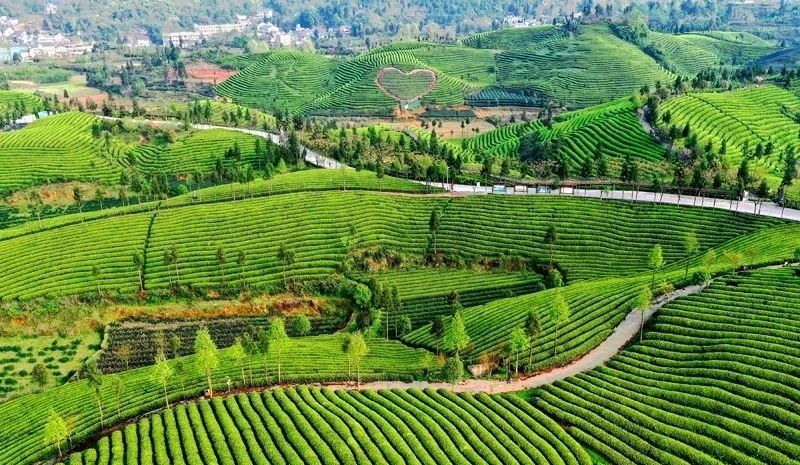 有关于凤冈：探索茶品牌新路子 锌硒茶变成钱袋子的消息